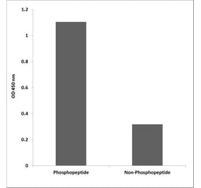 ELISA - Anti-Vimentin (phospho Tyr61) Antibody (P12-1067) - Antibodies.com