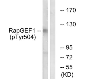Western Blot - Anti-RapGEF1 (phospho Tyr504) Antibody (A1120) - Antibodies.com