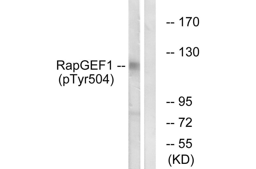 Western Blot - Anti-RapGEF1 (phospho Tyr504) Antibody (A1120) - Antibodies.com