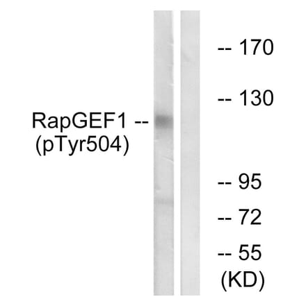 Western Blot - Anti-RapGEF1 (phospho Tyr504) Antibody (A1120) - Antibodies.com