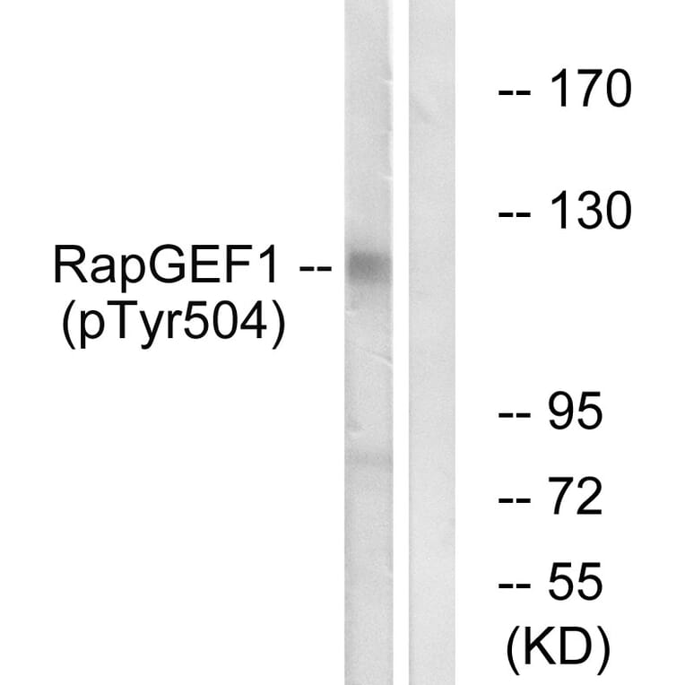 Western Blot - Anti-RapGEF1 (phospho Tyr504) Antibody (A1120) - Antibodies.com