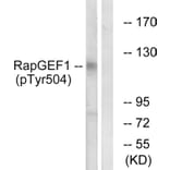 Western Blot - Anti-RapGEF1 (phospho Tyr504) Antibody (A1120) - Antibodies.com