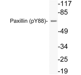 Western Blot - Anti-Paxillin (phospho Tyr88) Antibody (P12-1041) - Antibodies.com