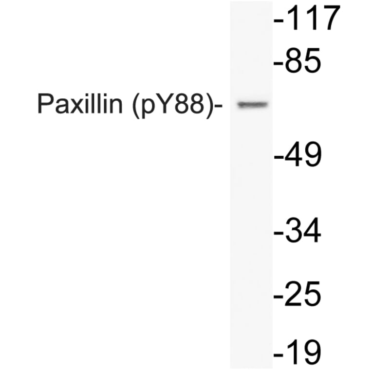 Western Blot - Anti-Paxillin (phospho Tyr88) Antibody (P12-1041) - Antibodies.com