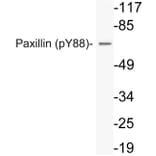Western Blot - Anti-Paxillin (phospho Tyr88) Antibody (P12-1041) - Antibodies.com