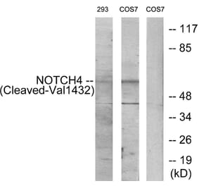 Western Blot - Anti-NOTCH4 (cleaved Val1432) Antibody (L0363) - Antibodies.com