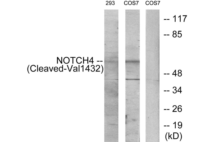 Western Blot - Anti-NOTCH4 (cleaved Val1432) Antibody (L0363) - Antibodies.com