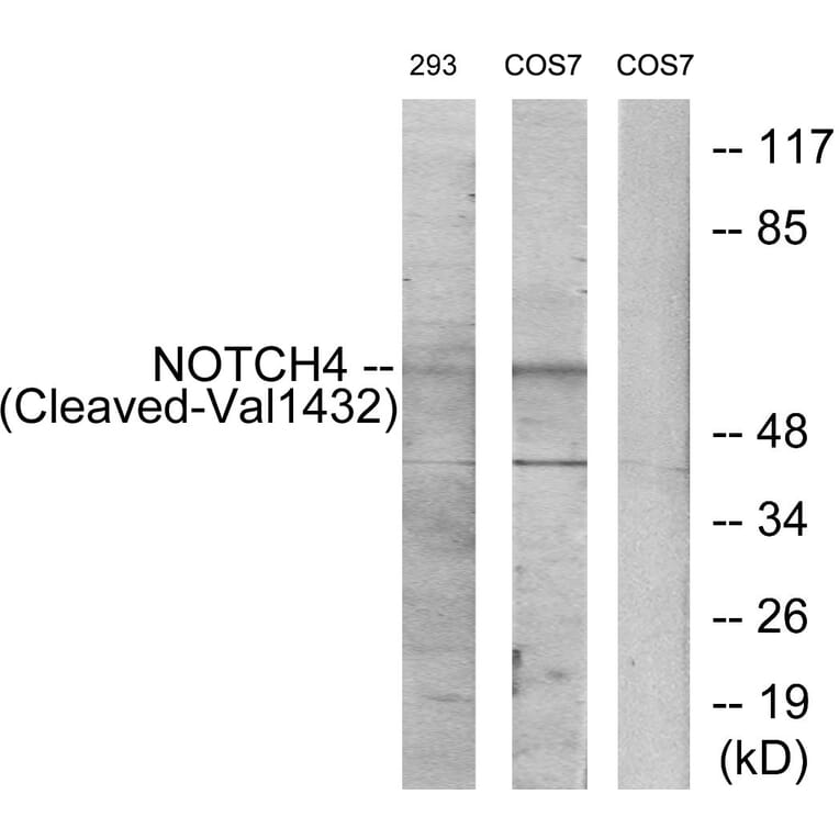 Western Blot - Anti-NOTCH4 (cleaved Val1432) Antibody (L0363) - Antibodies.com