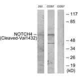 Western Blot - Anti-NOTCH4 (cleaved Val1432) Antibody (L0363) - Antibodies.com