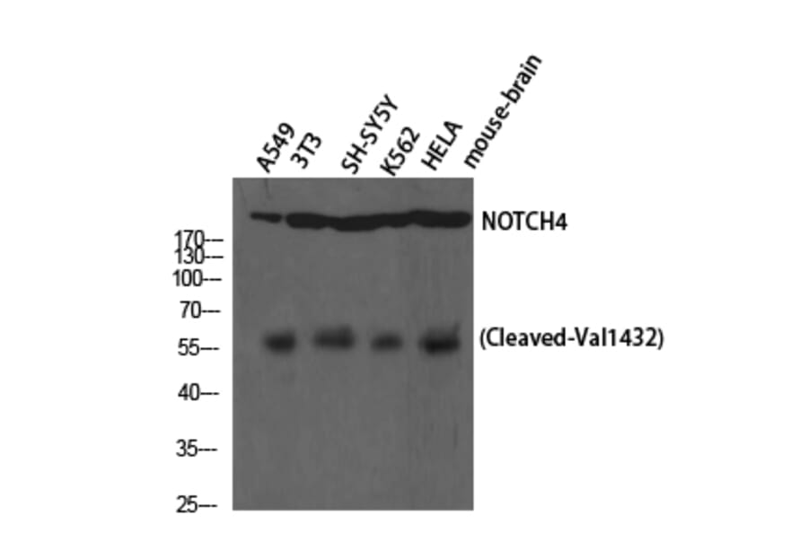 Western Blot - Anti-NOTCH4 (cleaved Val1432) Antibody (L0363) - Antibodies.com