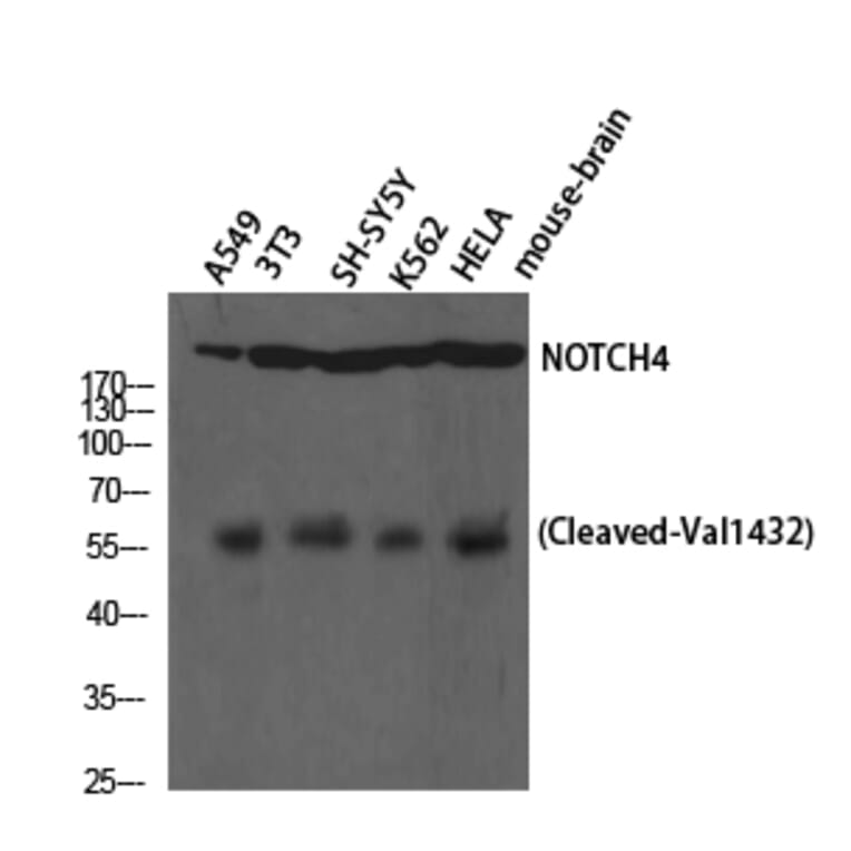 Western Blot - Anti-NOTCH4 (cleaved Val1432) Antibody (L0363) - Antibodies.com