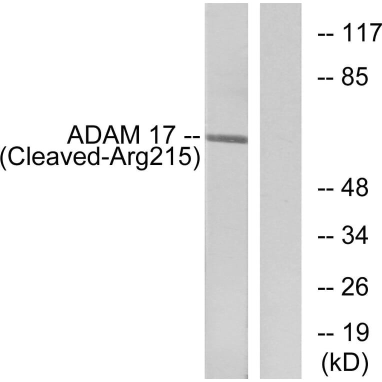 Western Blot - Anti-ADAM 17 (cleaved Arg215) Antibody (L0130) - Antibodies.com