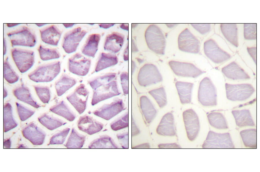 Immunohistochemistry - Anti-Parkin (phospho Ser131) Antibody (A0542) - Antibodies.com