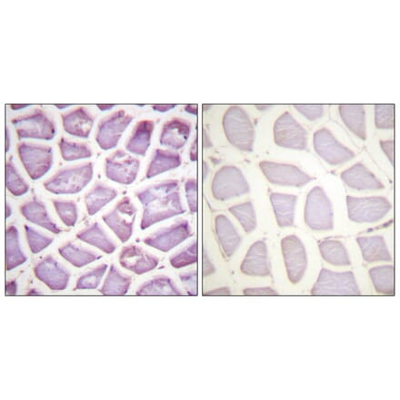 Immunohistochemistry - Anti-Parkin (phospho Ser131) Antibody (A0542) - Antibodies.com