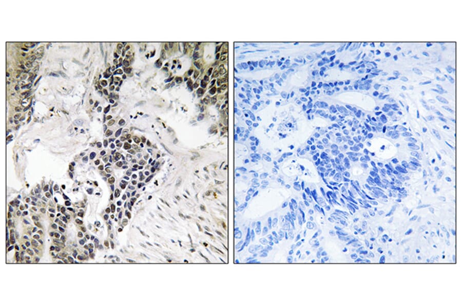Immunohistochemistry - Anti-CDC25C (phospho Ser198) Antibody (A8311) - Antibodies.com