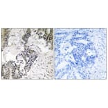 Immunohistochemistry - Anti-CDC25C (phospho Ser198) Antibody (A8311) - Antibodies.com
