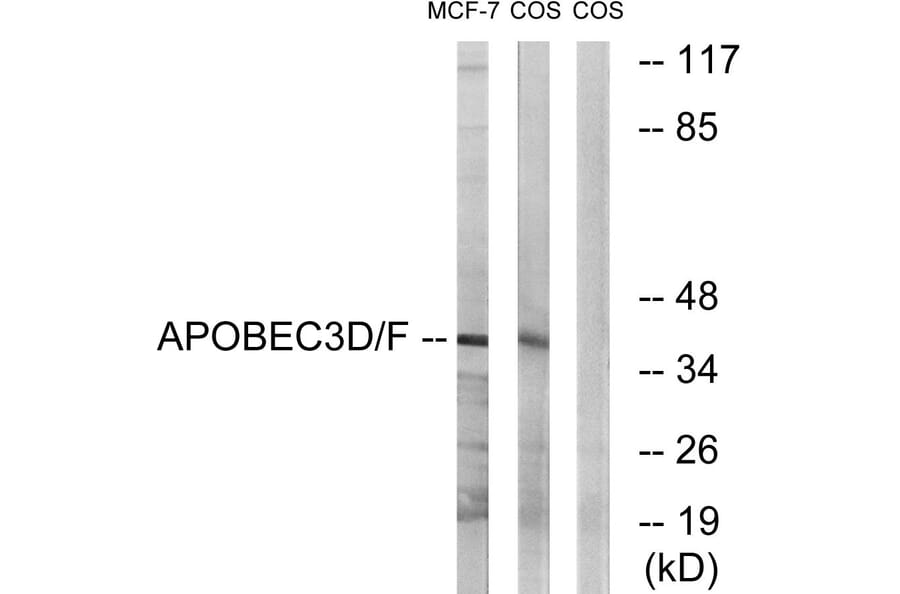 Western Blot - Anti-APOBEC3D + APOBEC3F Antibody (C17872) - Antibodies.com