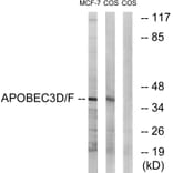 Western Blot - Anti-APOBEC3D + APOBEC3F Antibody (C17872) - Antibodies.com