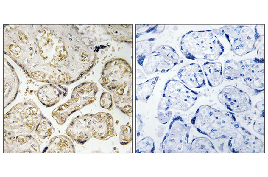 Immunohistochemistry - Anti-APOBEC3D + APOBEC3F Antibody (C17872) - Antibodies.com