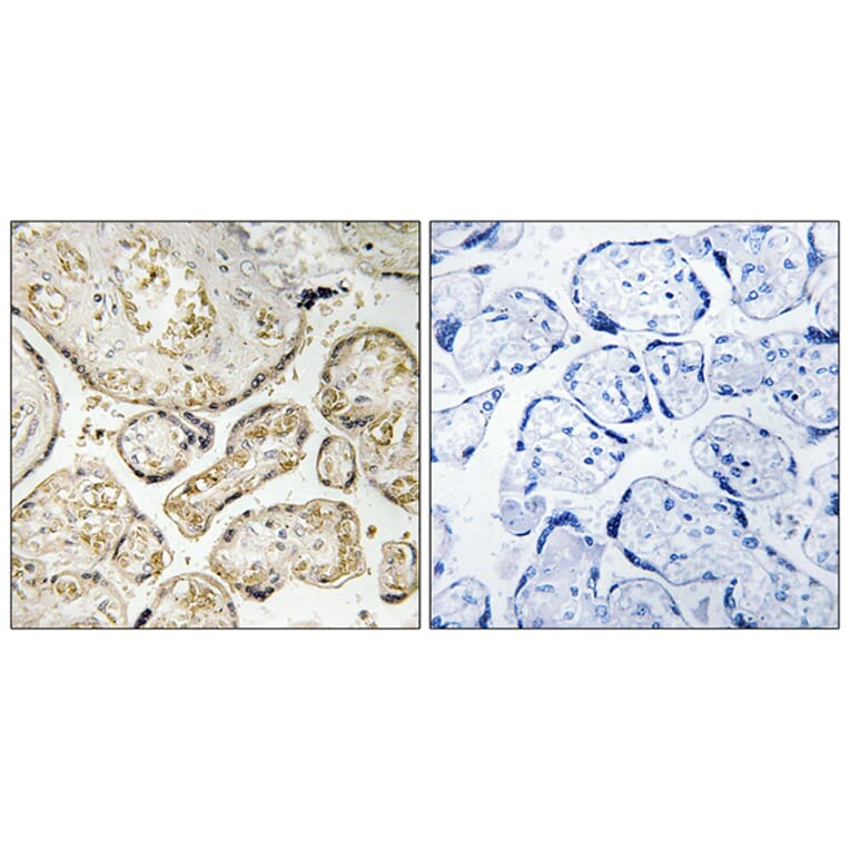 Immunohistochemistry - Anti-APOBEC3D + APOBEC3F Antibody (C17872) - Antibodies.com