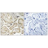Immunohistochemistry - Anti-APOBEC3D + APOBEC3F Antibody (C17872) - Antibodies.com