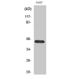 Western Blot - Anti-APOBEC3D + APOBEC3F Antibody (C17872) - Antibodies.com
