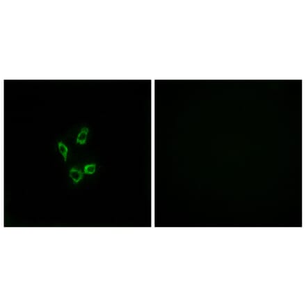 Immunofluorescence - Anti-Cytochrome P450 4Z1 Antibody (C12291) - Antibodies.com