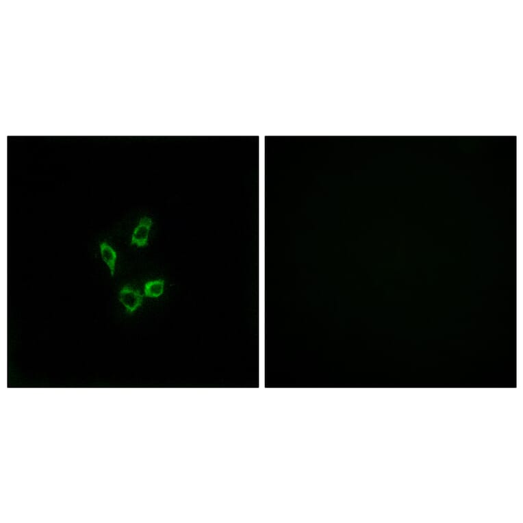 Immunofluorescence - Anti-Cytochrome P450 4Z1 Antibody (C12291) - Antibodies.com