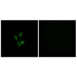 Immunofluorescence - Anti-Cytochrome P450 4Z1 Antibody (C12291) - Antibodies.com