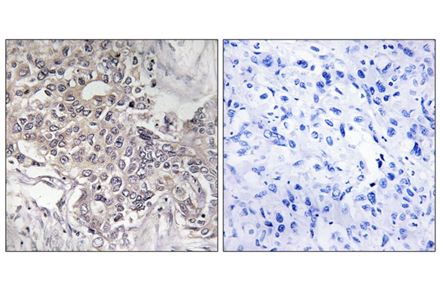 Immunohistochemistry - Anti-Cytochrome P450 4Z1 Antibody (C12291) - Antibodies.com