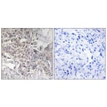 Immunohistochemistry - Anti-Cytochrome P450 4Z1 Antibody (C12291) - Antibodies.com