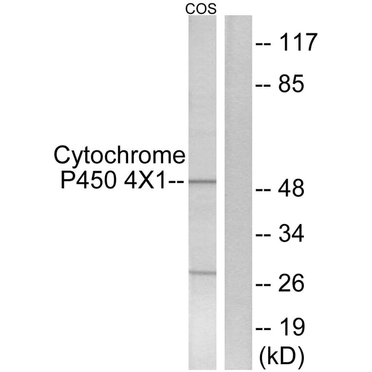 Western Blot - Anti-Cytochrome P450 4X1 Antibody (C12290) - Antibodies.com