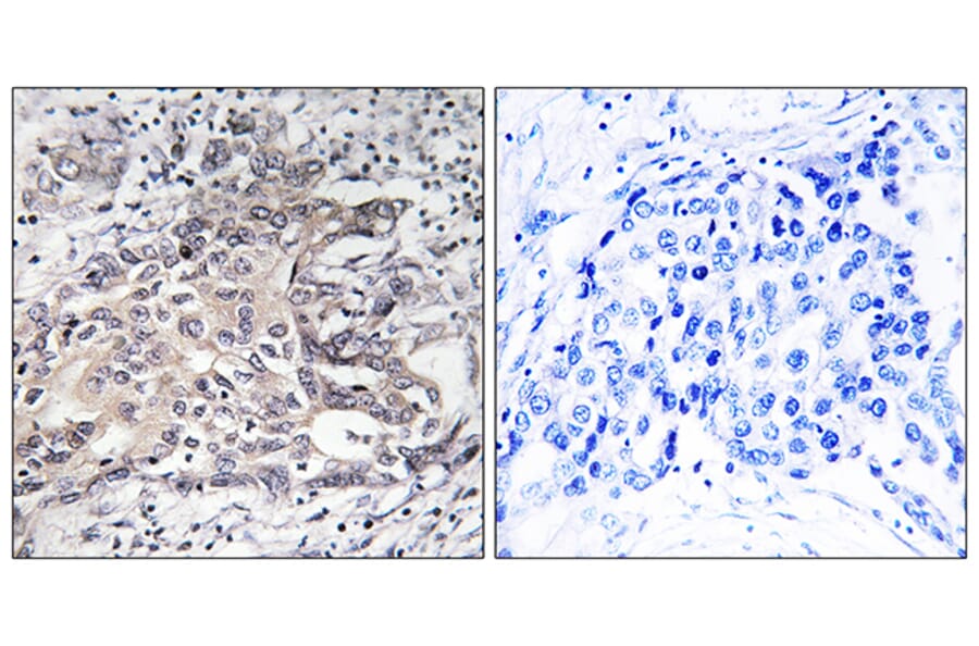 Immunohistochemistry - Anti-Cytochrome P450 4X1 Antibody (C12290) - Antibodies.com