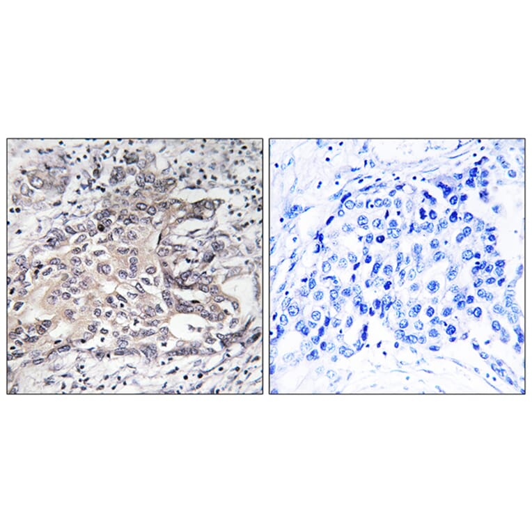 Immunohistochemistry - Anti-Cytochrome P450 4X1 Antibody (C12290) - Antibodies.com