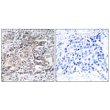 Immunohistochemistry - Anti-Cytochrome P450 4X1 Antibody (C12290) - Antibodies.com