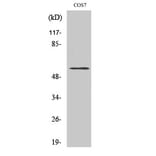 Western Blot - Anti-Cytochrome P450 4X1 Antibody (C12290) - Antibodies.com