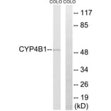 Western Blot - Anti-Cytochrome P450 4B1 Antibody (C12282) - Antibodies.com