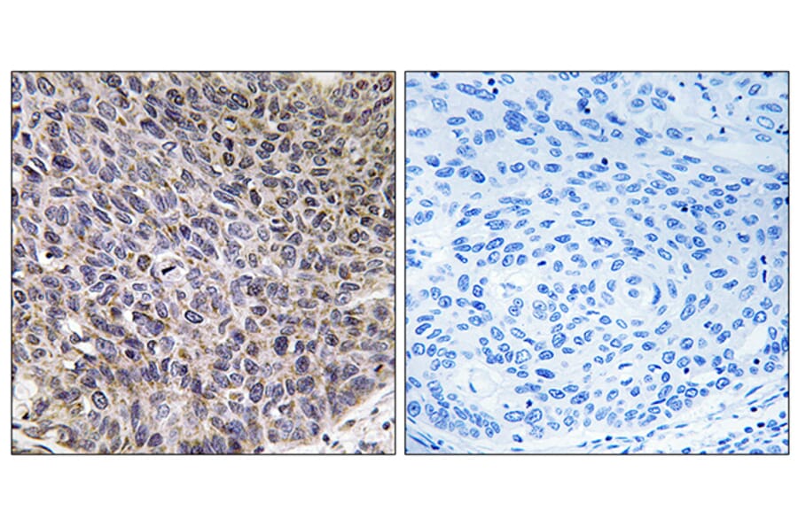 Immunohistochemistry - Anti-Cytochrome P450 4B1 Antibody (C12282) - Antibodies.com
