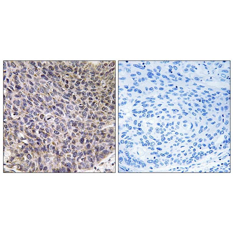 Immunohistochemistry - Anti-Cytochrome P450 4B1 Antibody (C12282) - Antibodies.com