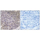 Immunohistochemistry - Anti-Cytochrome P450 4B1 Antibody (C12282) - Antibodies.com