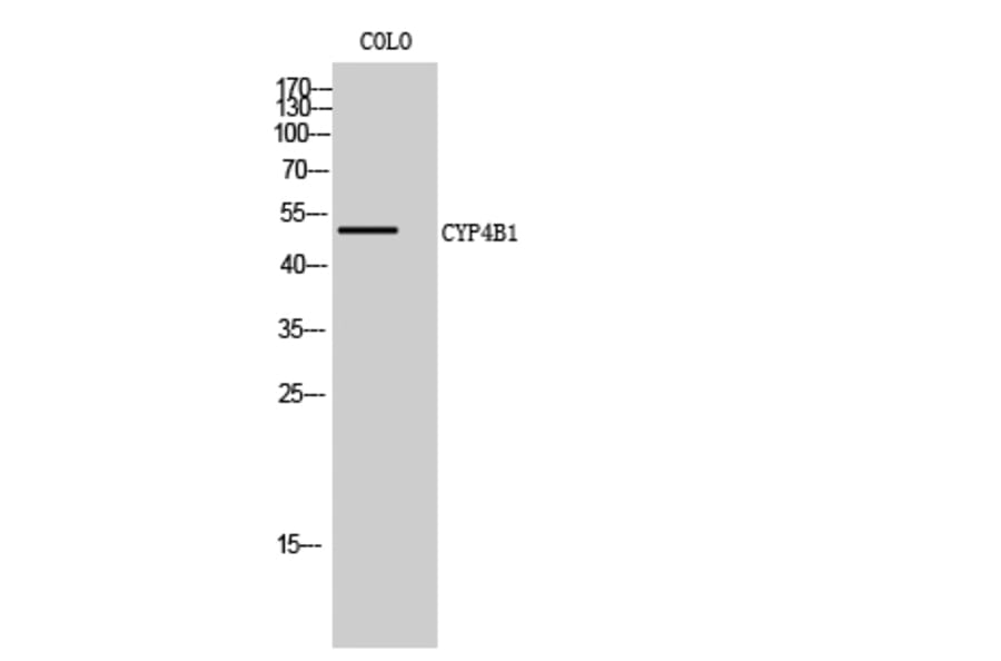 Western Blot - Anti-Cytochrome P450 4B1 Antibody (C12282) - Antibodies.com
