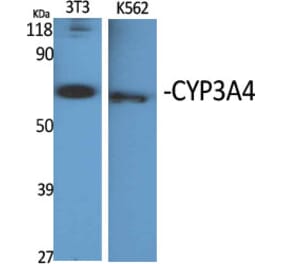 Western Blot - Anti-Cytochrome P450 3A4 Antibody (C12277) - Antibodies.com