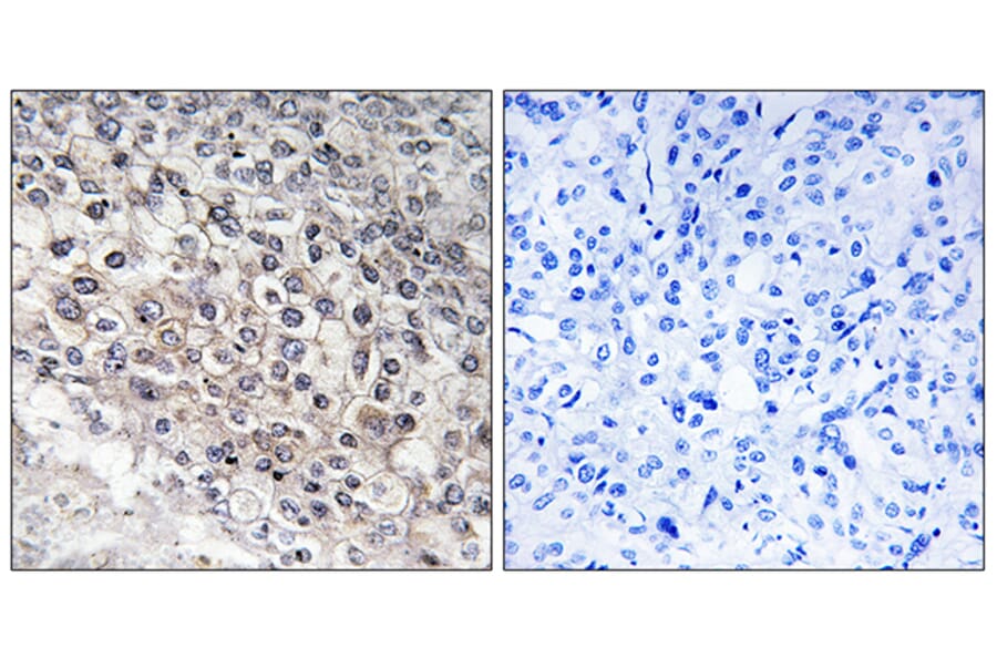 Immunohistochemistry - Anti-Cytochrome P450 2W1 Antibody (C12273) - Antibodies.com