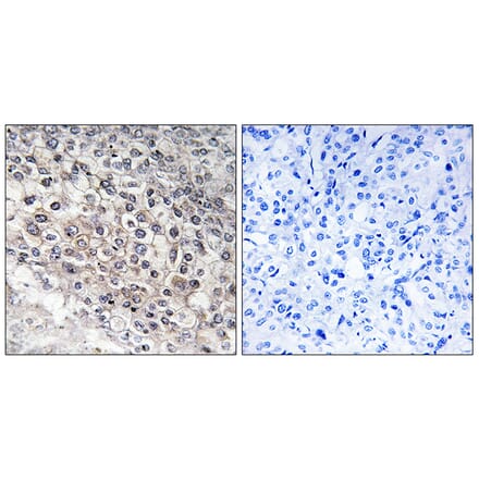 Immunohistochemistry - Anti-Cytochrome P450 2W1 Antibody (C12273) - Antibodies.com