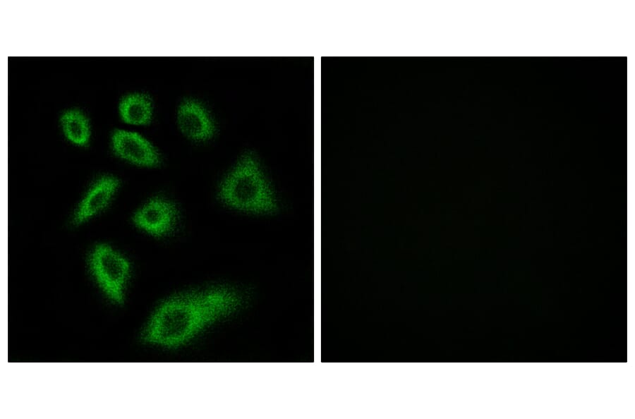 Immunofluorescence - Anti-Cytochrome P450 2W1 Antibody (C12273) - Antibodies.com