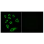 Immunofluorescence - Anti-Cytochrome P450 2W1 Antibody (C12273) - Antibodies.com