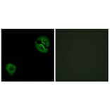 Immunofluorescence - Anti-Collagen XIX alpha1 Antibody (C12224) - Antibodies.com