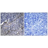 Immunohistochemistry - Anti-Collagen XIX alpha1 Antibody (C12224) - Antibodies.com