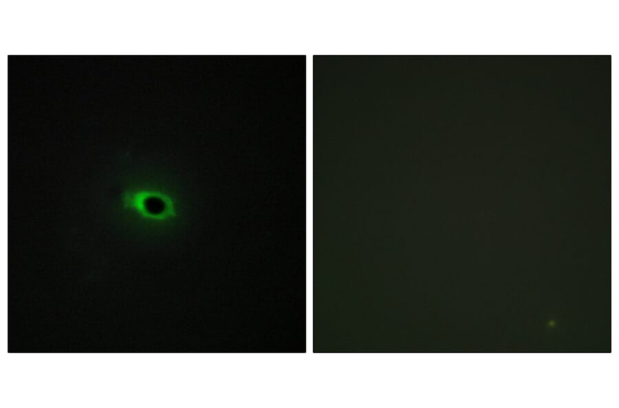 Immunofluorescence - Anti-Collagen XII alpha1 Antibody (C12216) - Antibodies.com