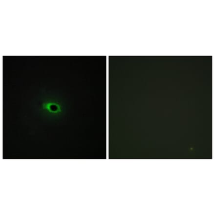 Immunofluorescence - Anti-Collagen XII alpha1 Antibody (C12216) - Antibodies.com